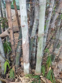 Hosszú hüvelyű bambusz - Különleges évelők az Egzotikus Növények Stúdiója kínálatából